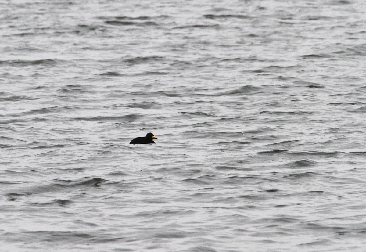 Black Scoter - Pierre Bergeron