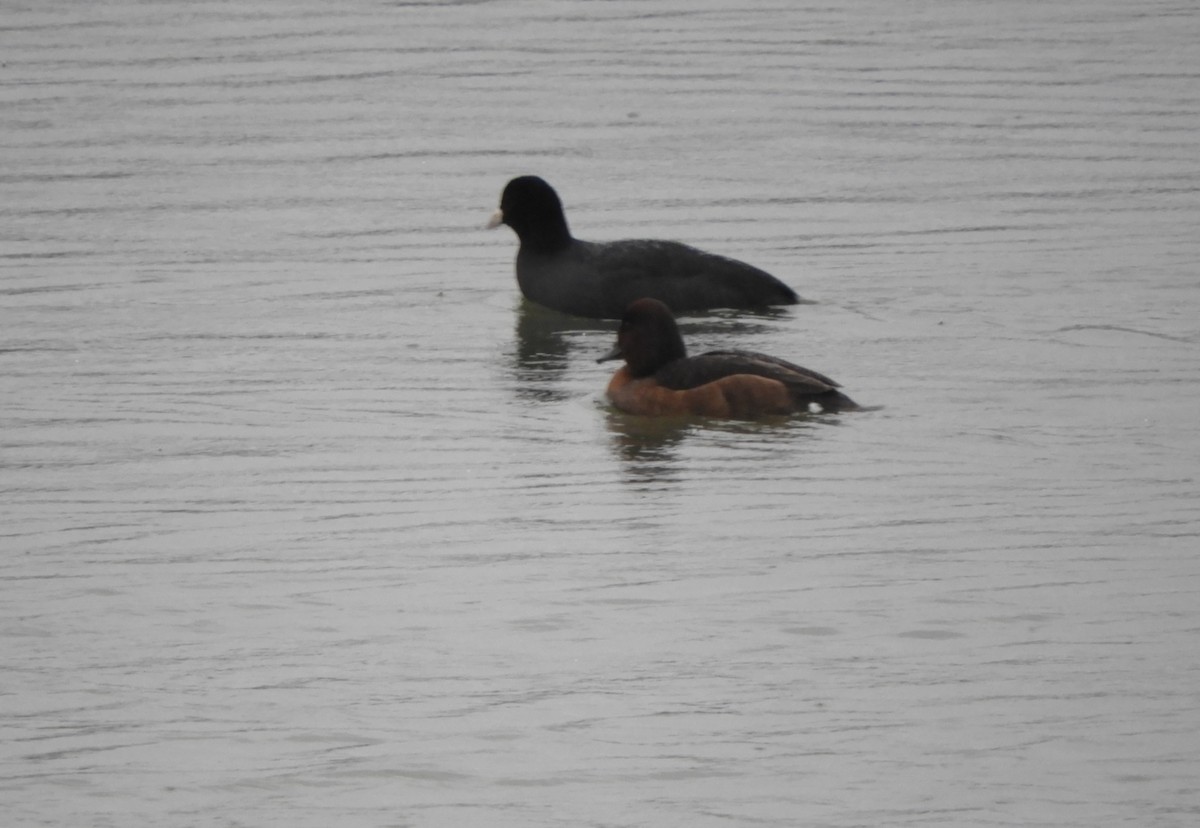 Ferruginous Duck - ML613026936