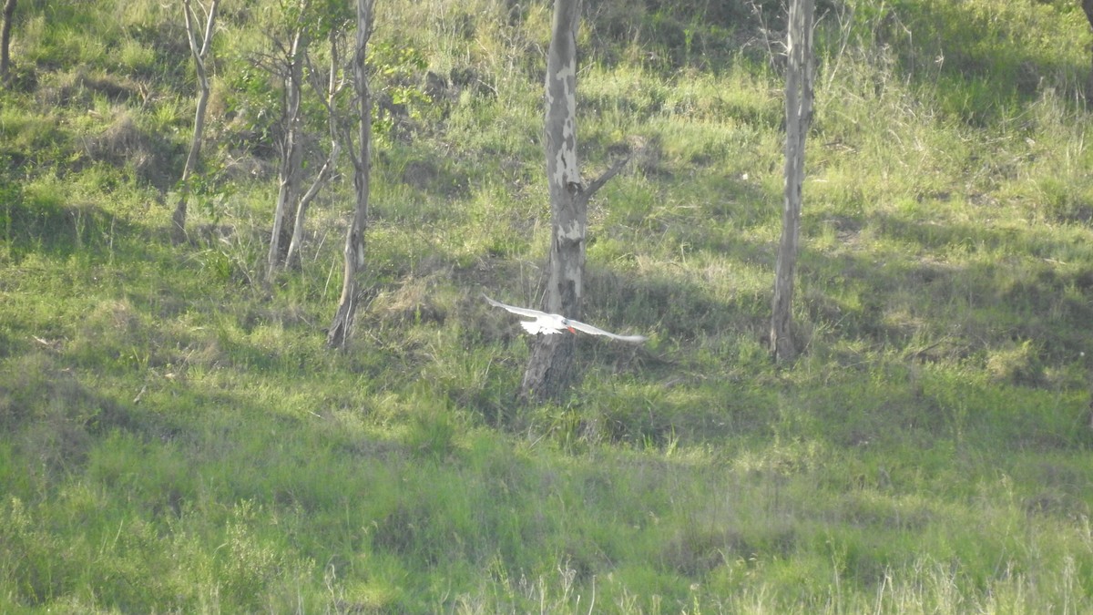 Морин хараалай - ML613026974