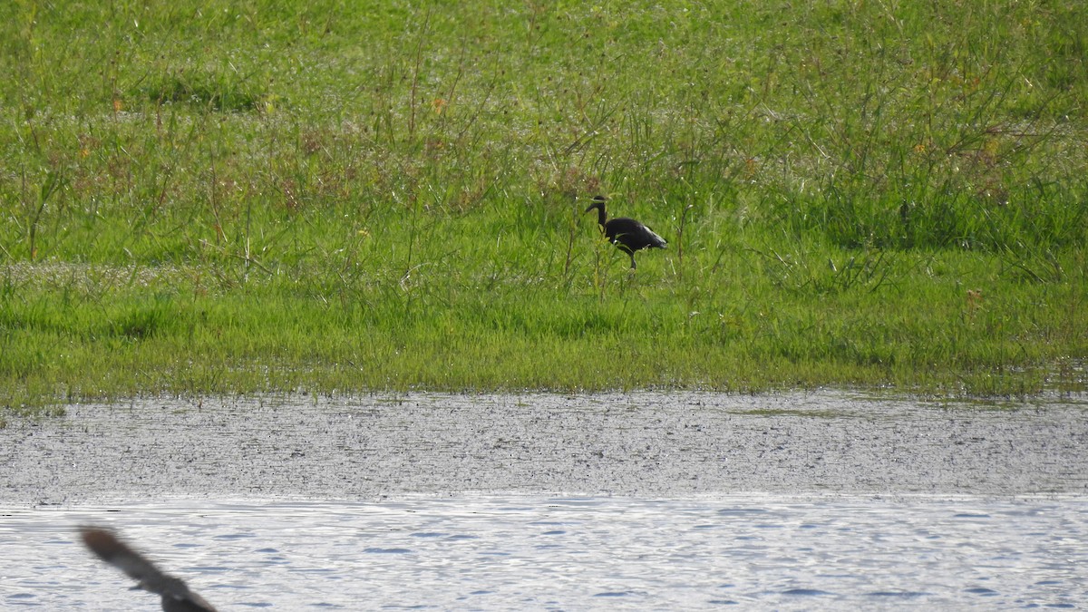 Гялаан билүүс - ML613026976