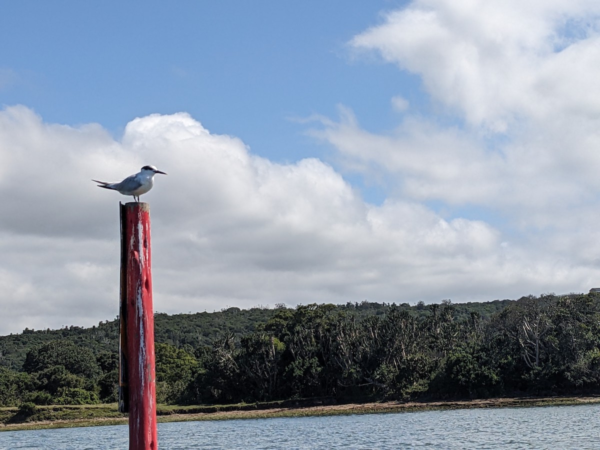 Sandwich Tern (Eurasian) - ML613027093