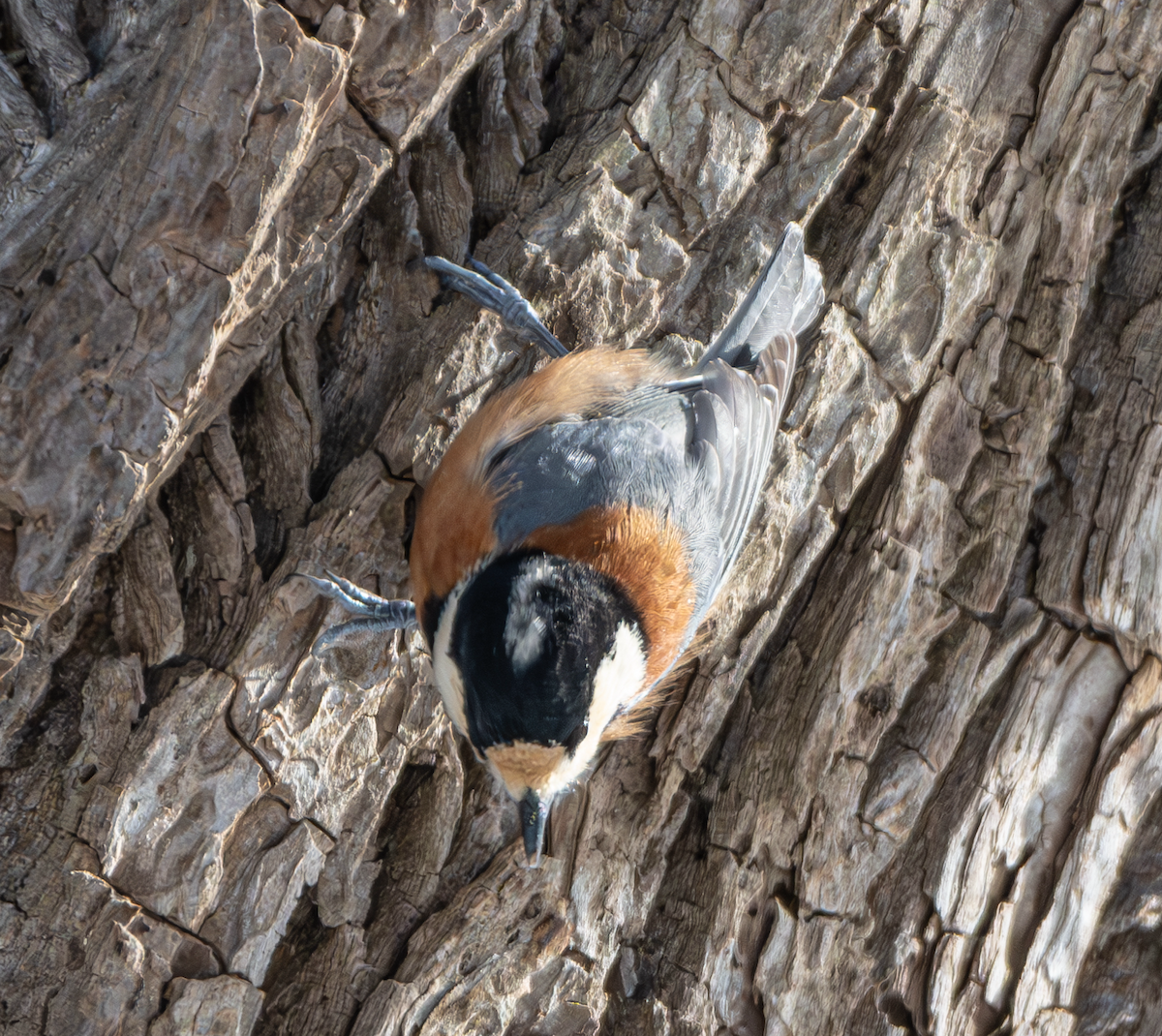 Varied Tit - ML613027096