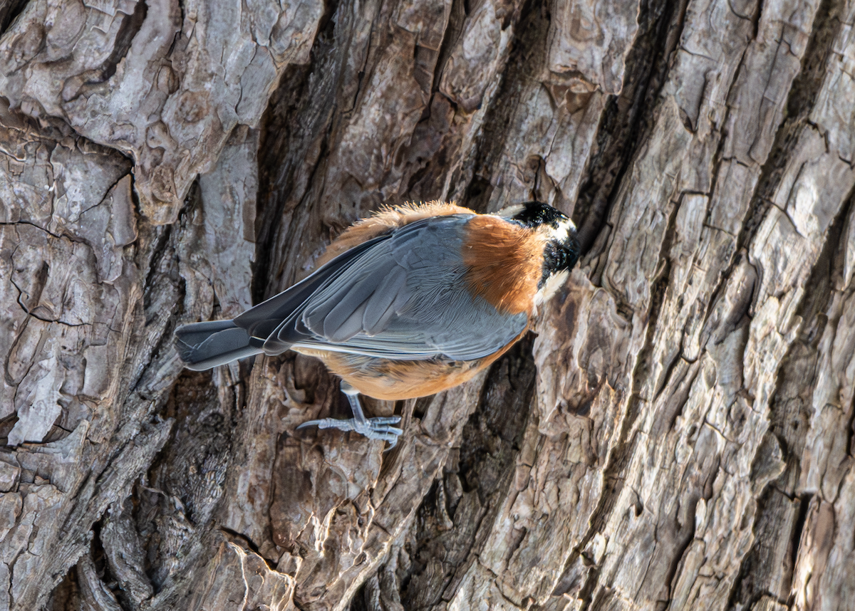 Varied Tit - ML613027097