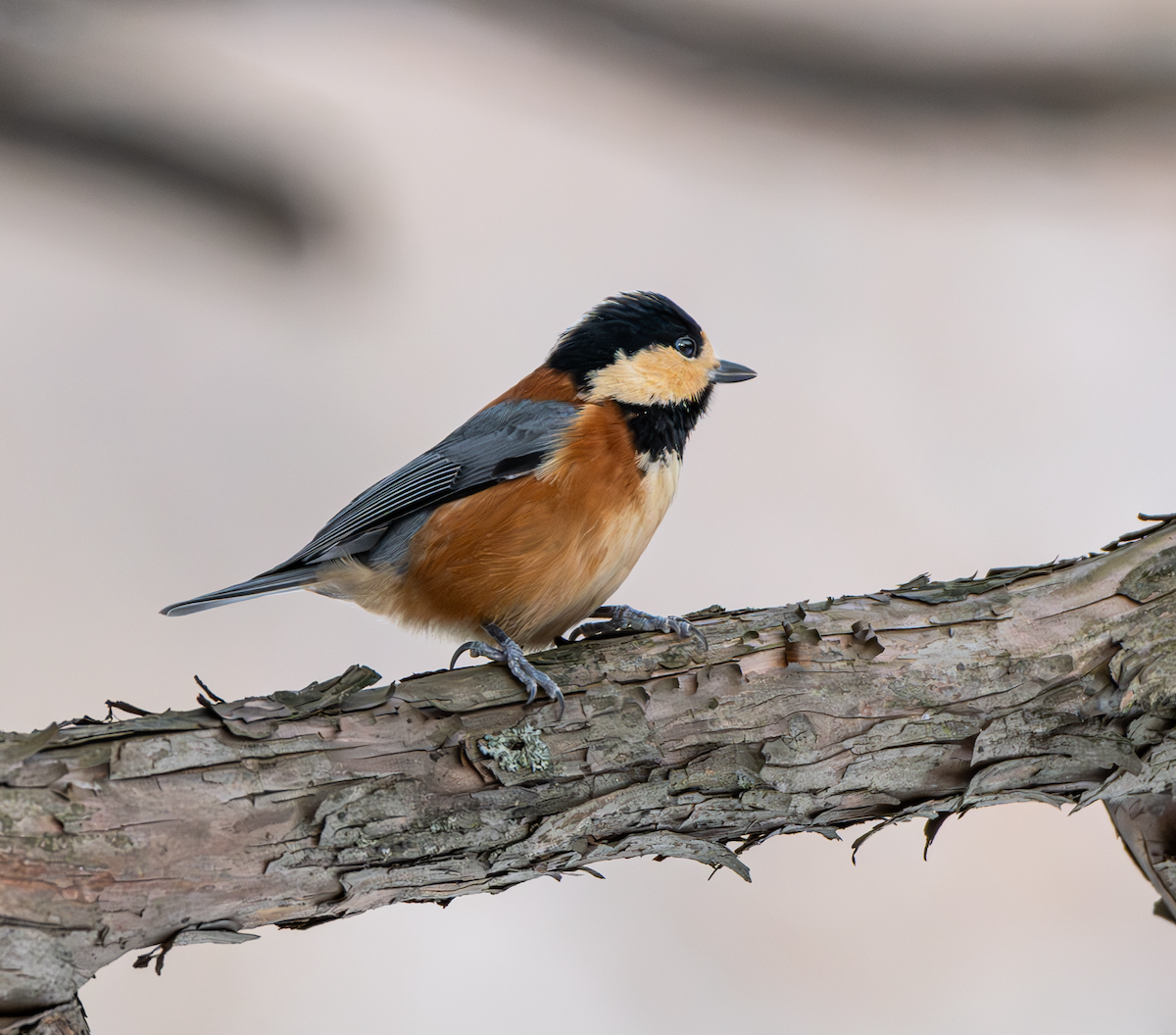 Varied Tit - ML613027098