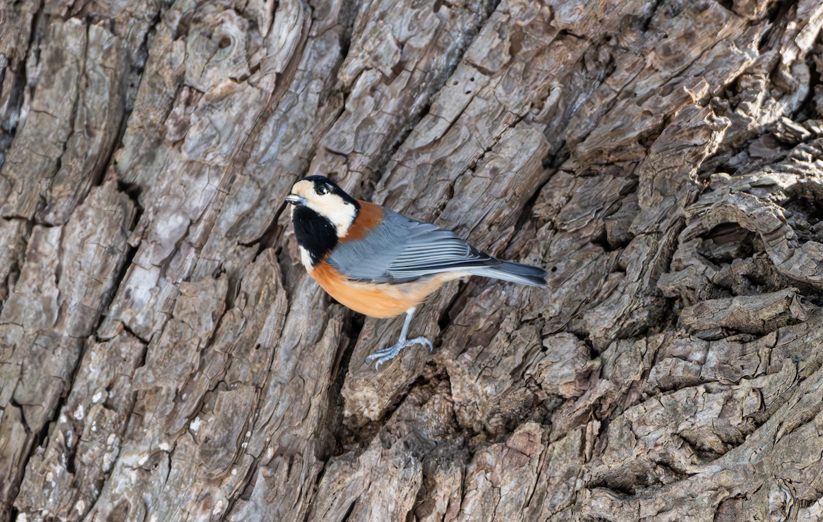 Varied Tit - ML613027099