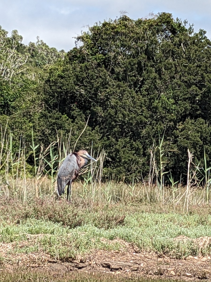 Goliath Heron - ML613027108