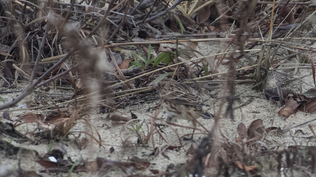 Lapland Longspur - ML613027112