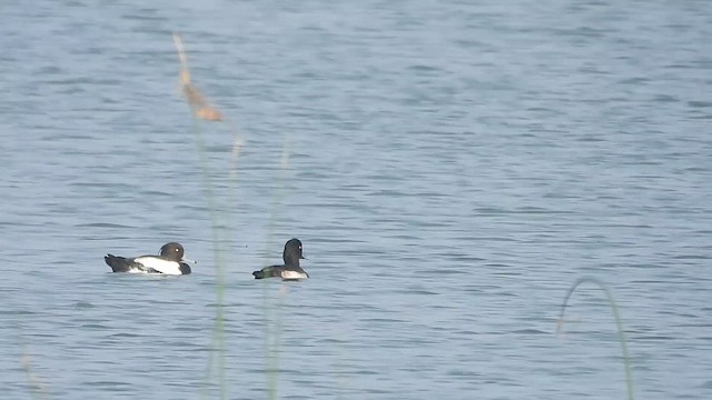Tufted Duck - ML613027145