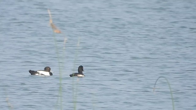 鳳頭潛鴨 - ML613027145