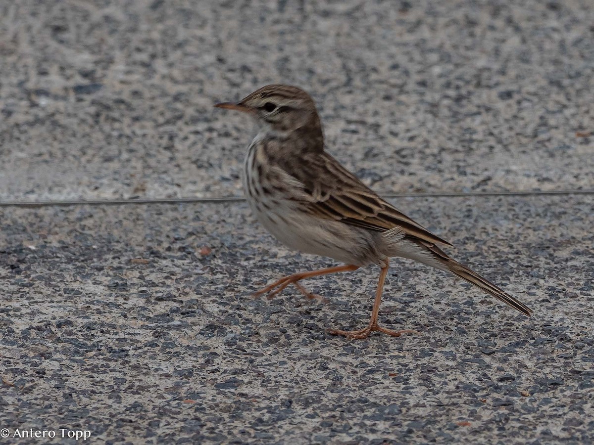 Berthelot's Pipit - ML613027243