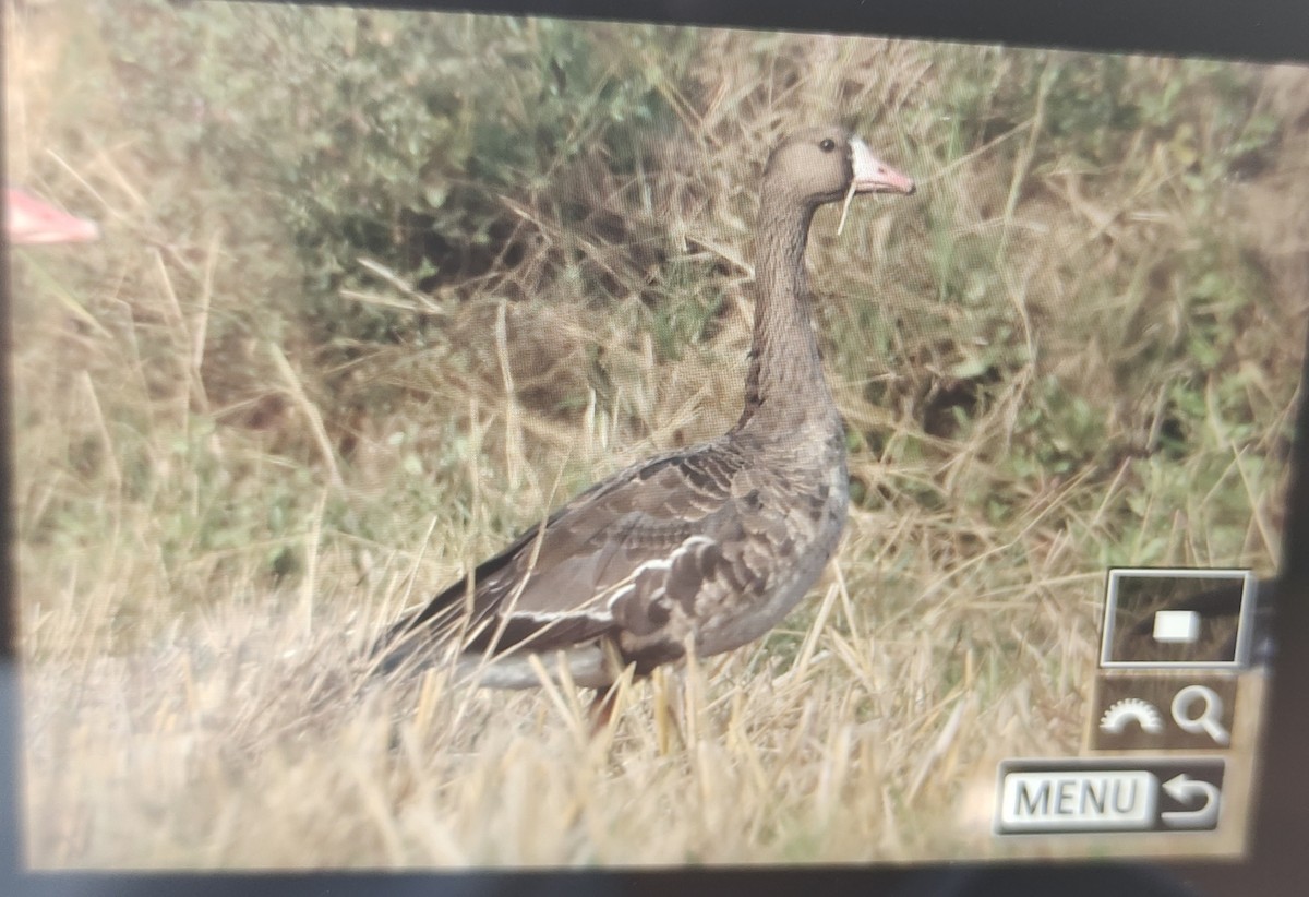 Greater White-fronted Goose - ML613027278