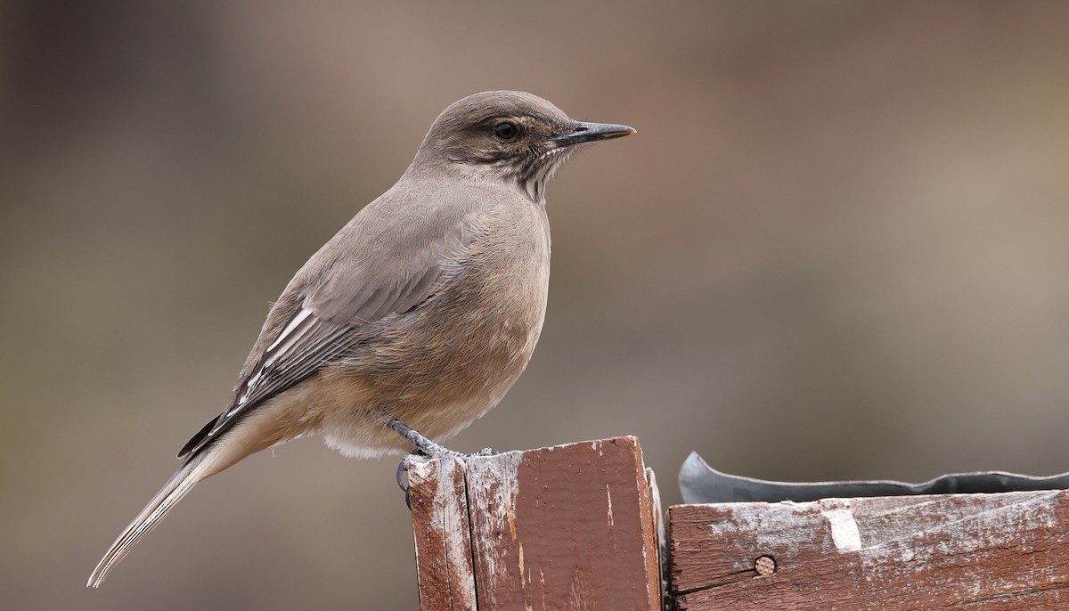 Black-billed Shrike-Tyrant - Pavel Parkhaev