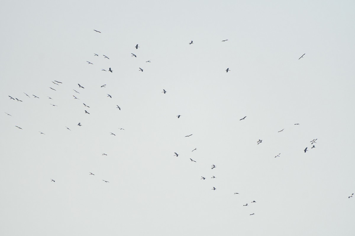 Asian Openbill - Sam Hambly