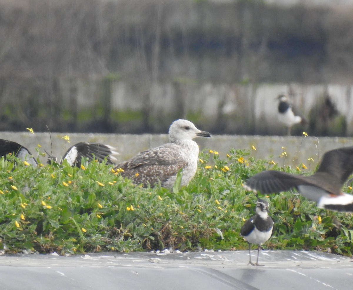 Yellow-legged/Lesser Black-backed Gull - ML613027396