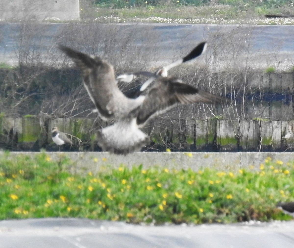 Yellow-legged/Lesser Black-backed Gull - ML613027398