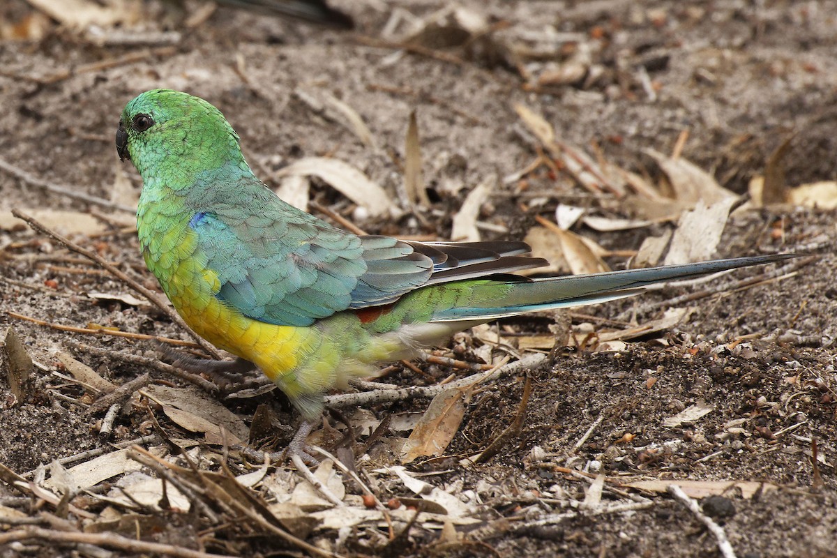 Red-rumped Parrot - ML613027461