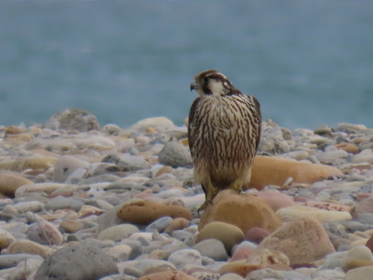 Peregrine Falcon (Tundra) - ML613027551