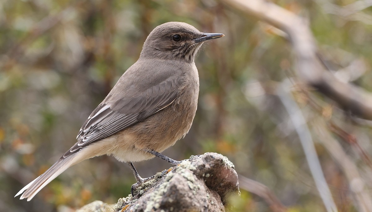 Black-billed Shrike-Tyrant - Pavel Parkhaev