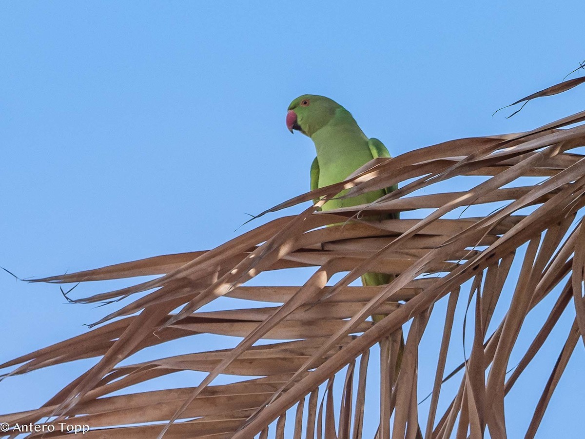 Rose-ringed Parakeet - ML613027581