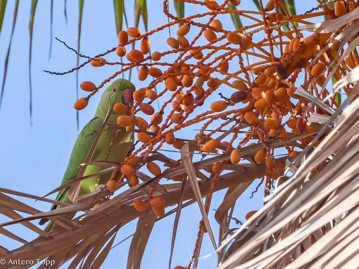Rose-ringed Parakeet - ML613027582