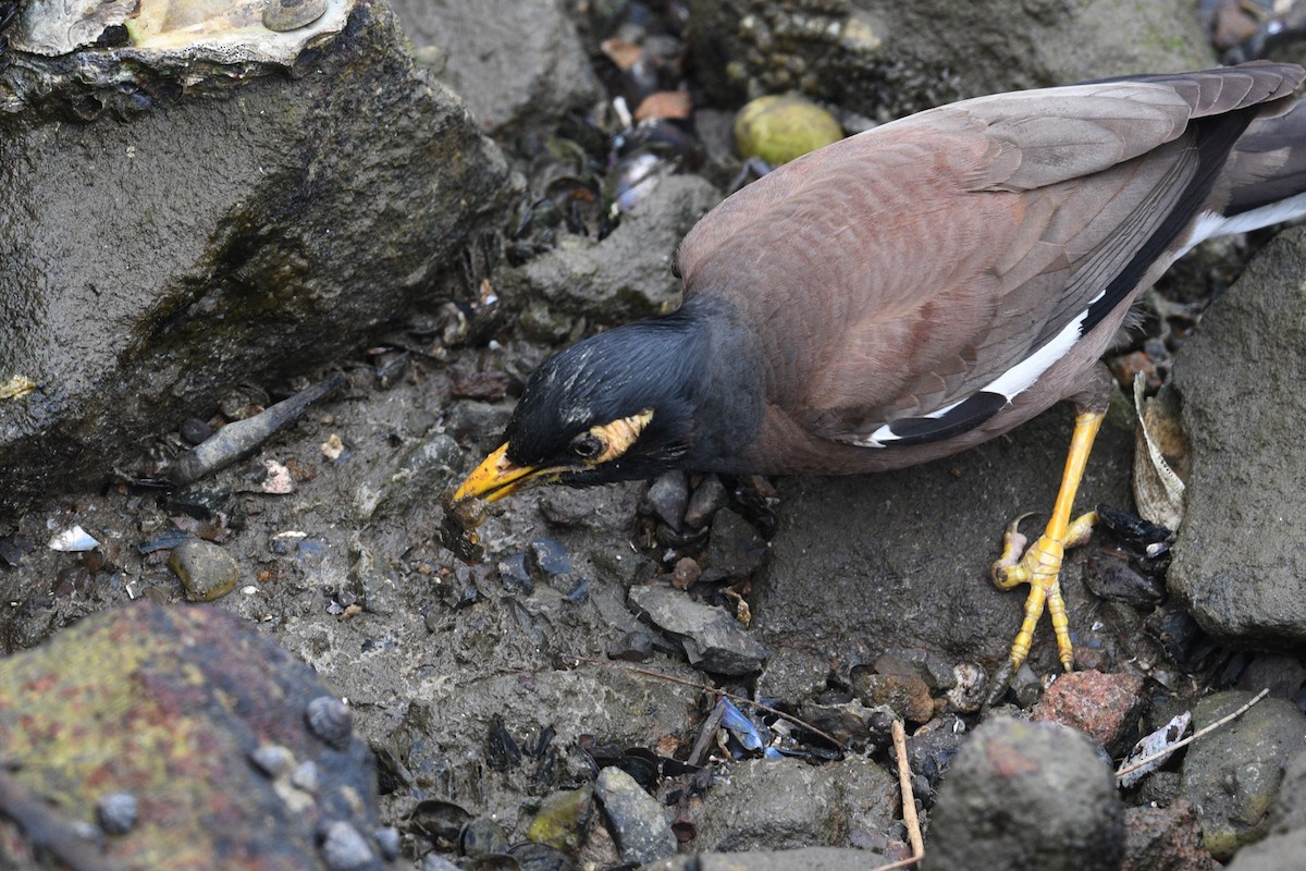 Common Myna - ML613027612