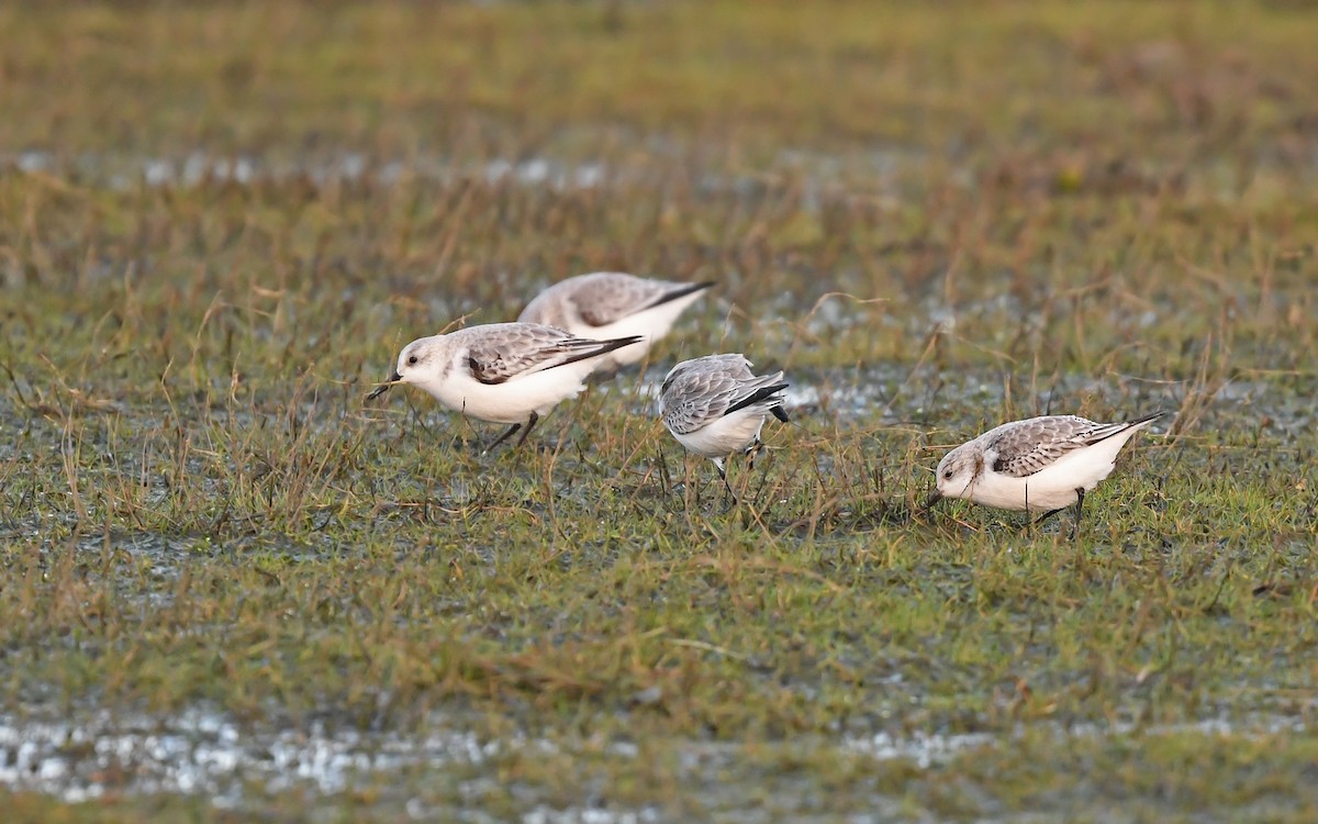 Sanderling - Christoph Moning