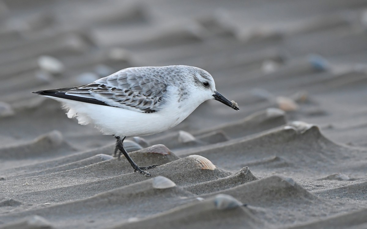 Sanderling - ML613027622