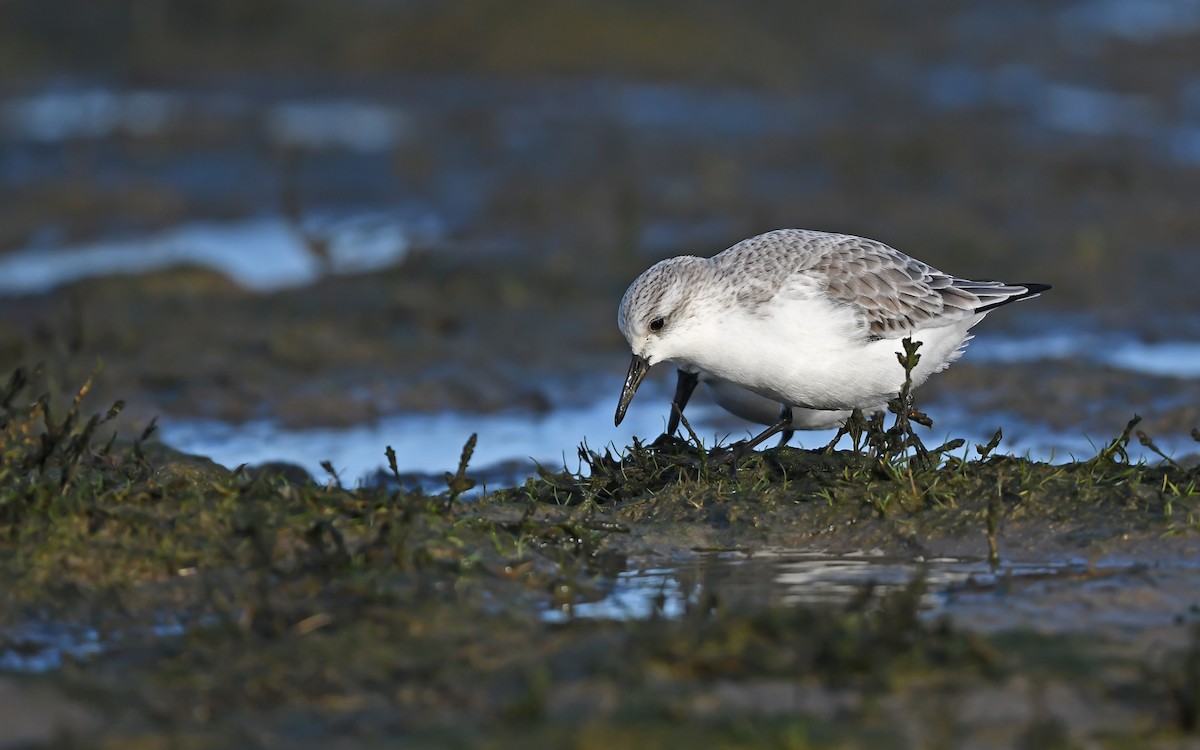 Sanderling - ML613027623