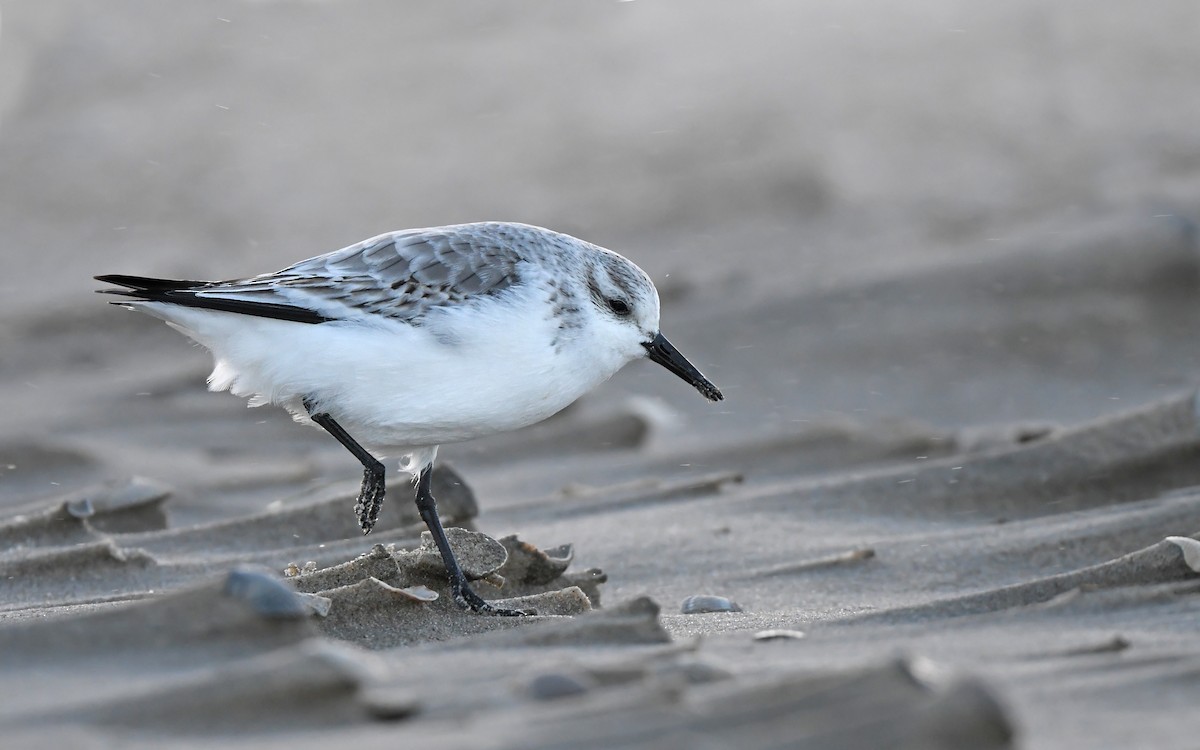 Sanderling - Christoph Moning