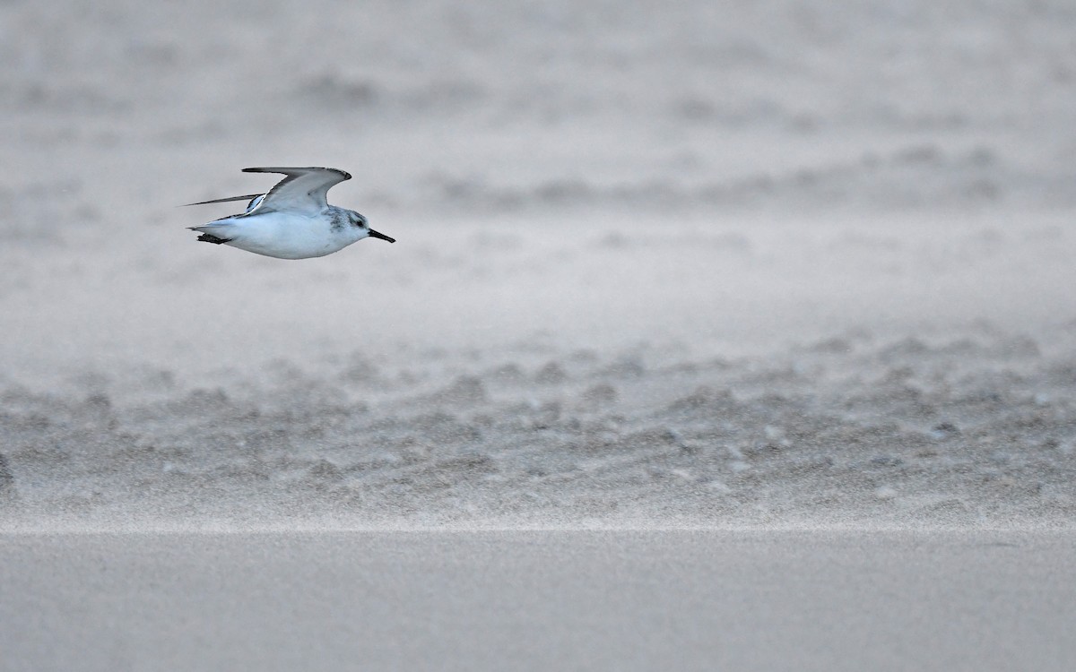 Sanderling - Christoph Moning