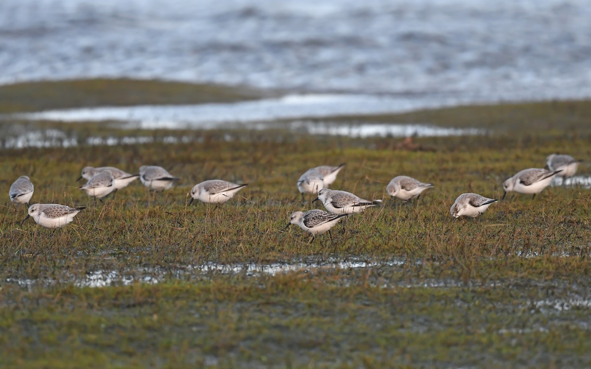 Sanderling - Christoph Moning