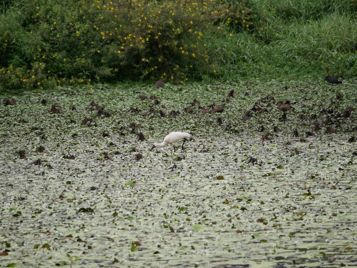 Espátula Real - ML613027666