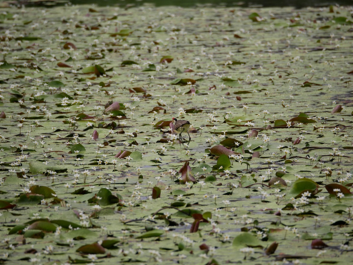 Comb-crested Jacana - ML613027711