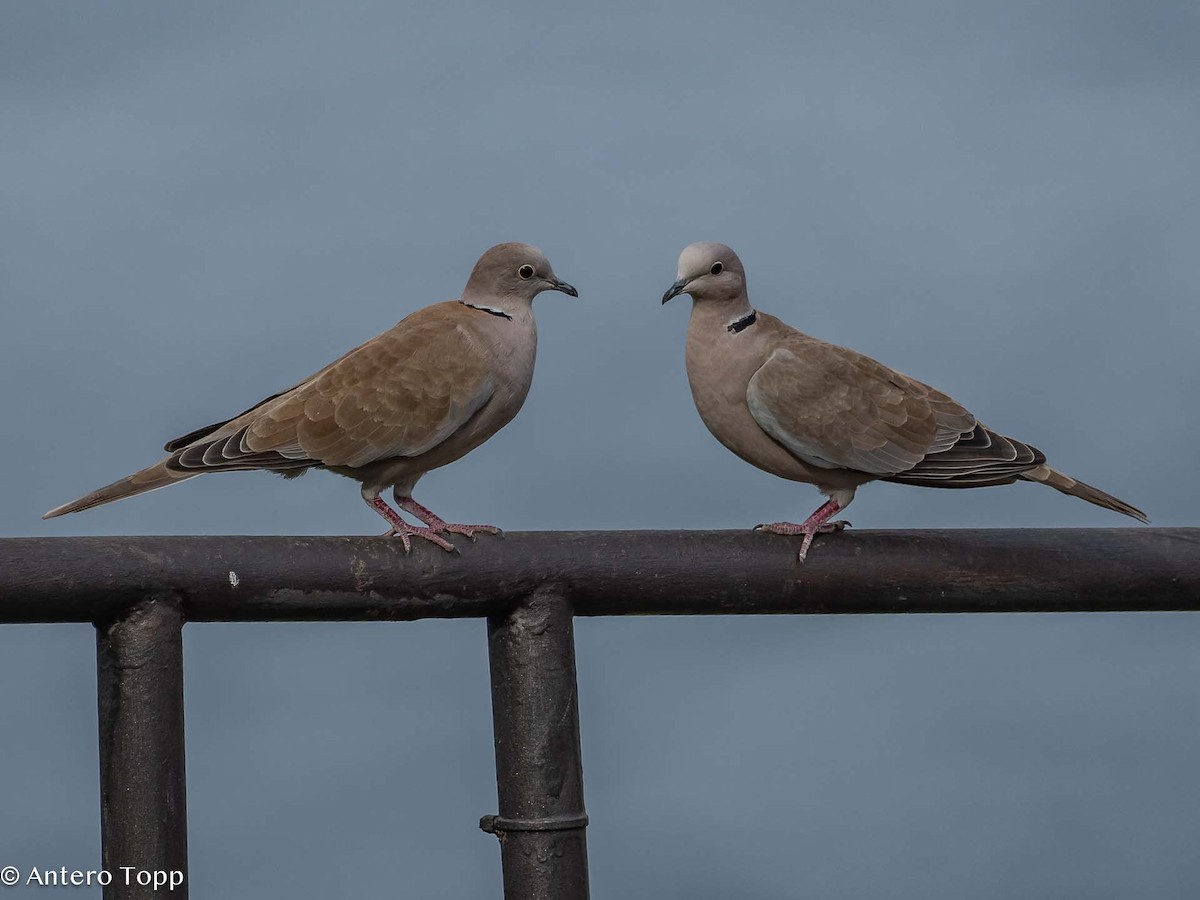 Eurasian Collared-Dove - ML613027736