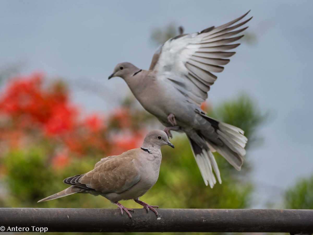 Eurasian Collared-Dove - Antero Topp