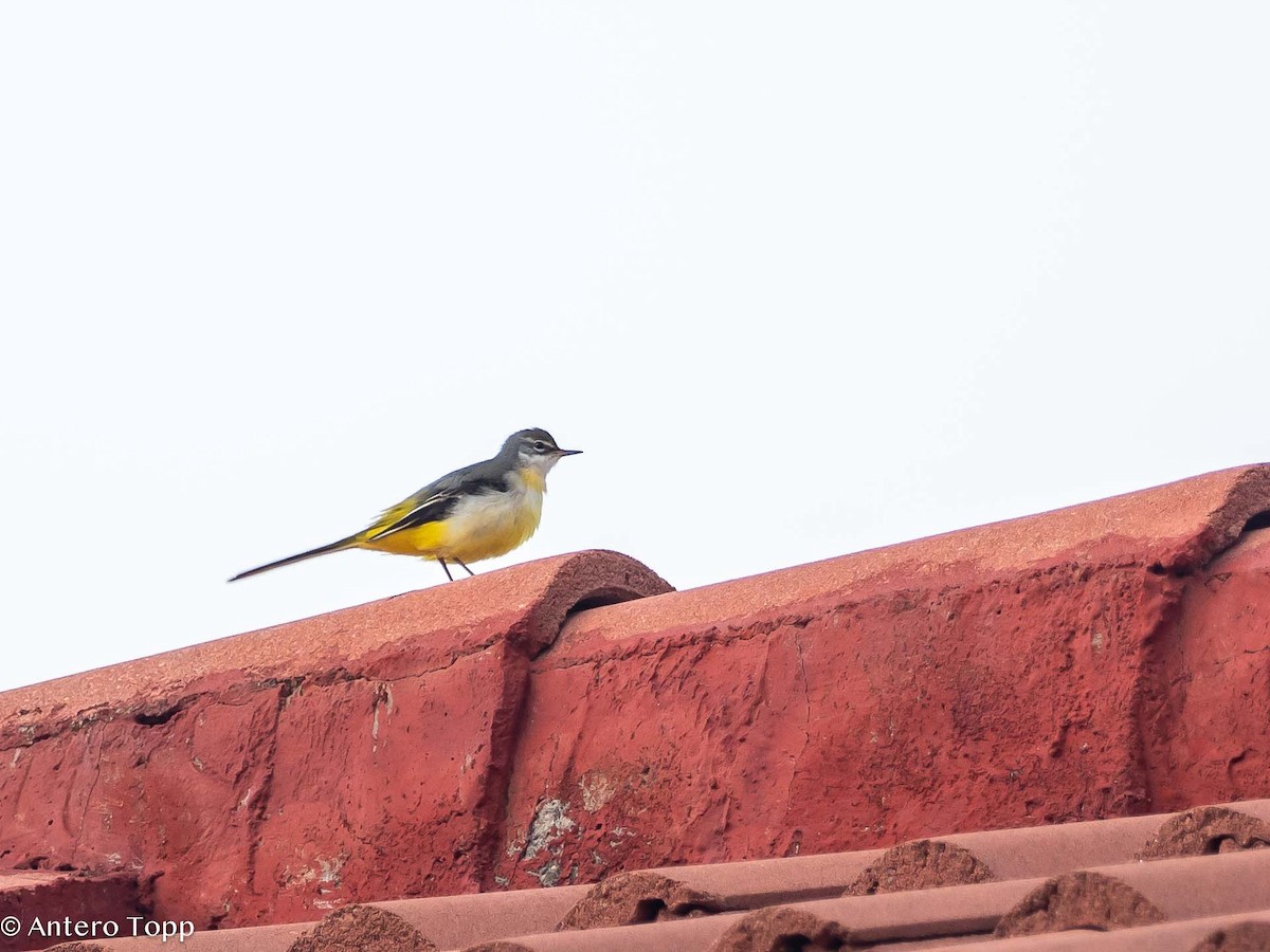 Gray Wagtail - Antero Topp