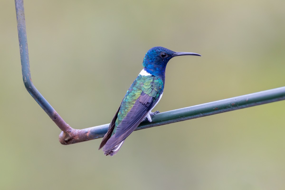 White-necked Jacobin - ML613027757