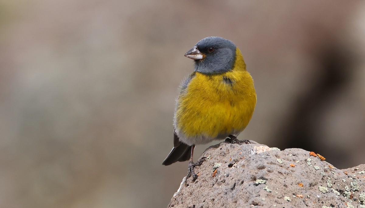 Gray-hooded Sierra Finch - ML613027896