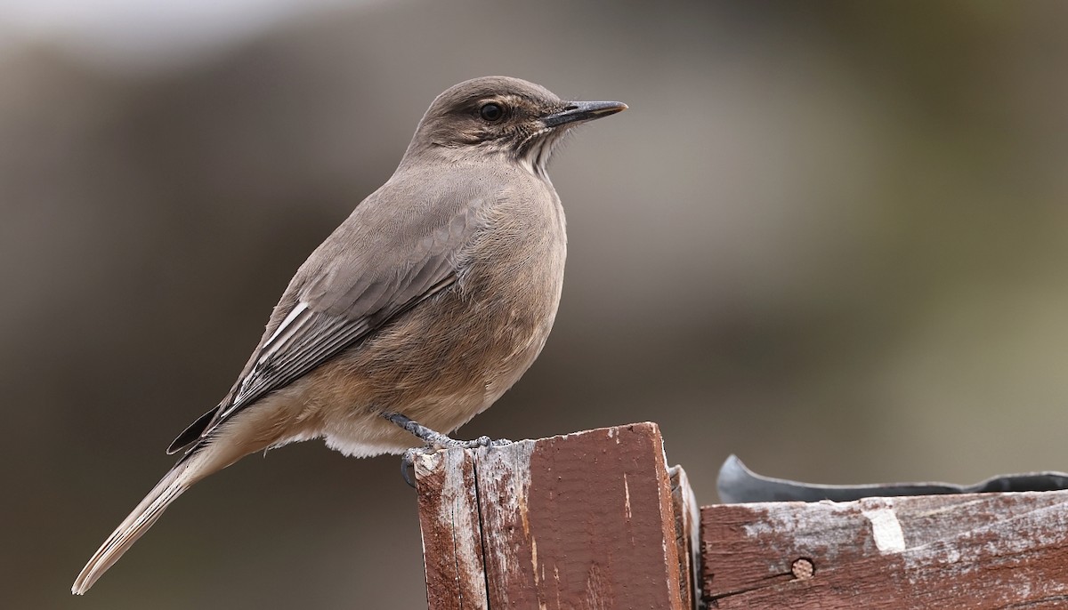 Black-billed Shrike-Tyrant - ML613027903