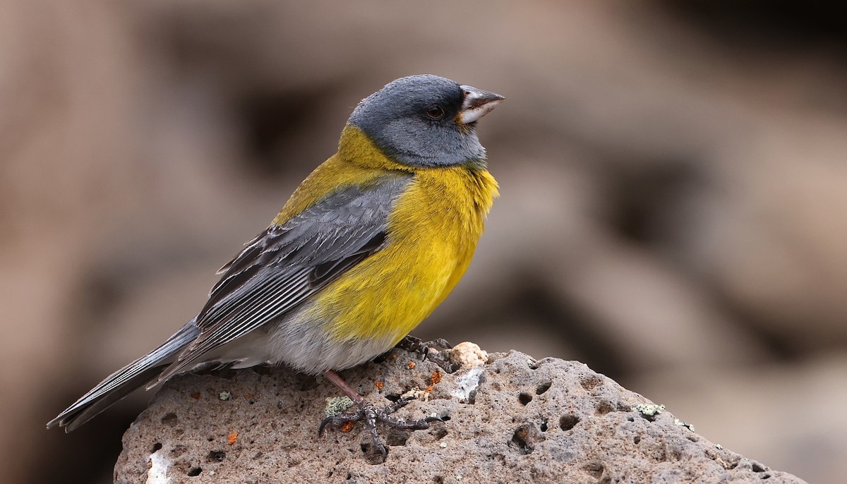 Gray-hooded Sierra Finch - ML613027914