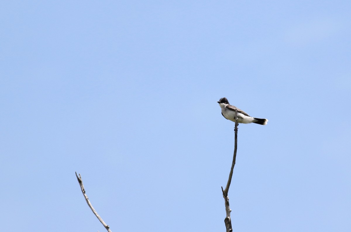 Schieferrücken-Königstyrann - ML613027932