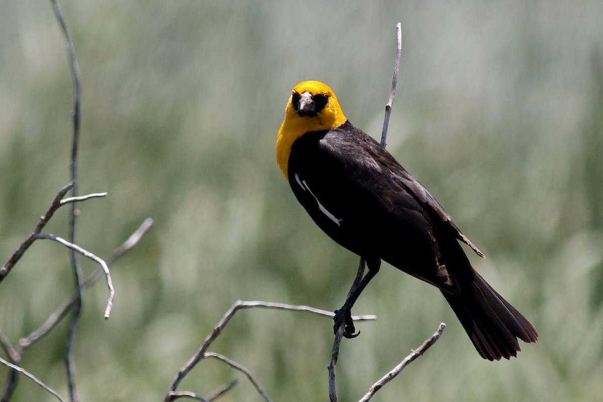 Yellow-headed Blackbird - ML613027937