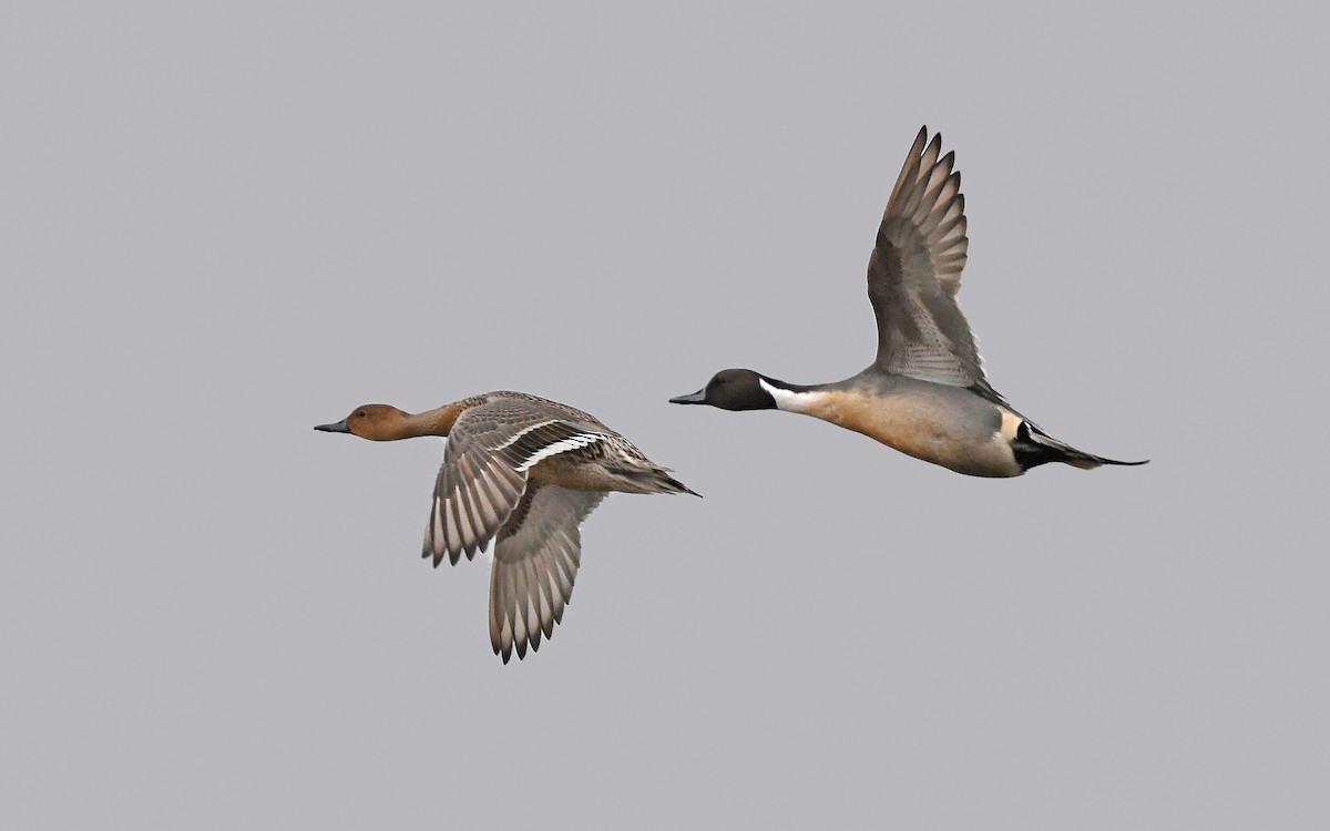 Northern Pintail - Christoph Moning