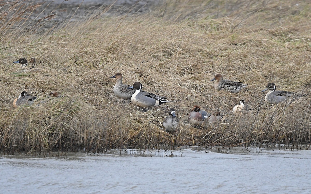 Northern Pintail - Christoph Moning