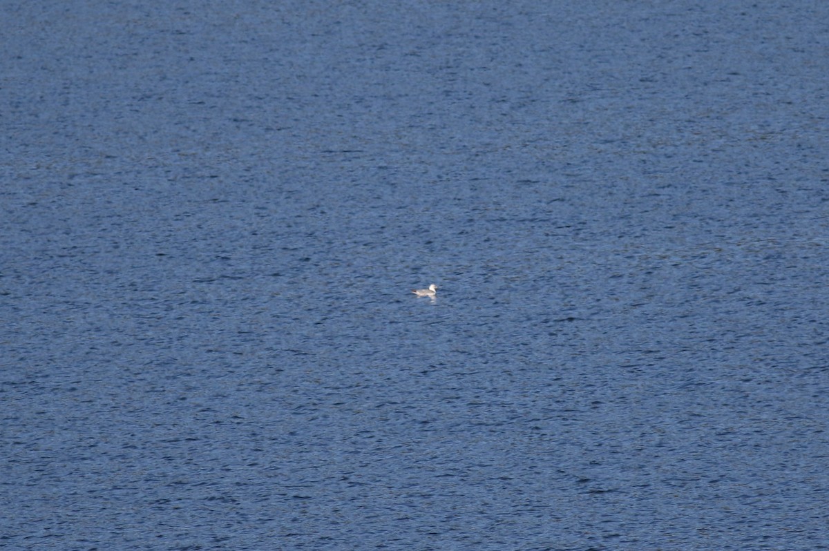 Kalifornienmöwe - ML613028017