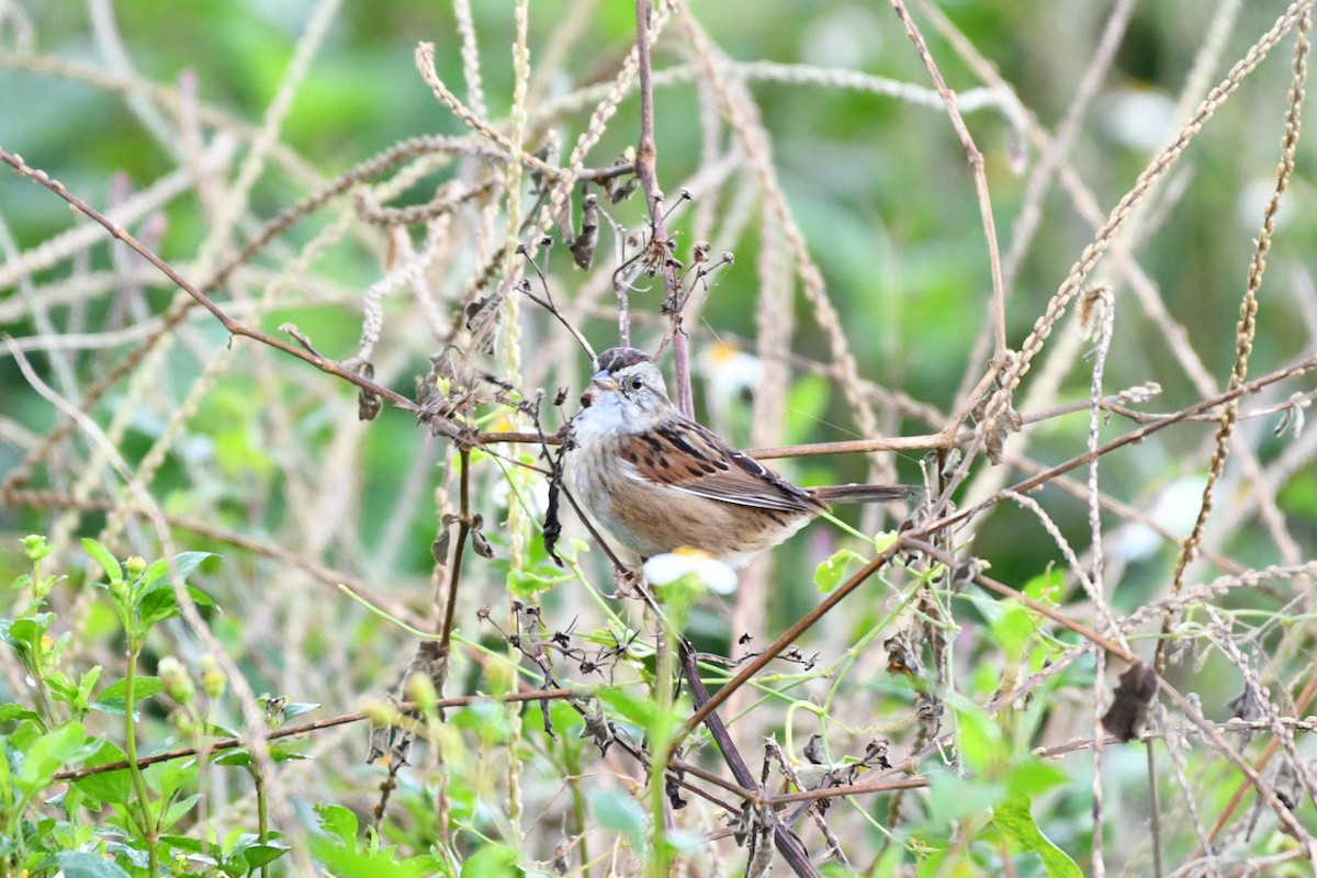 Swamp Sparrow - ML613028031