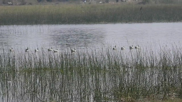 Bar-headed Goose - ML613028118