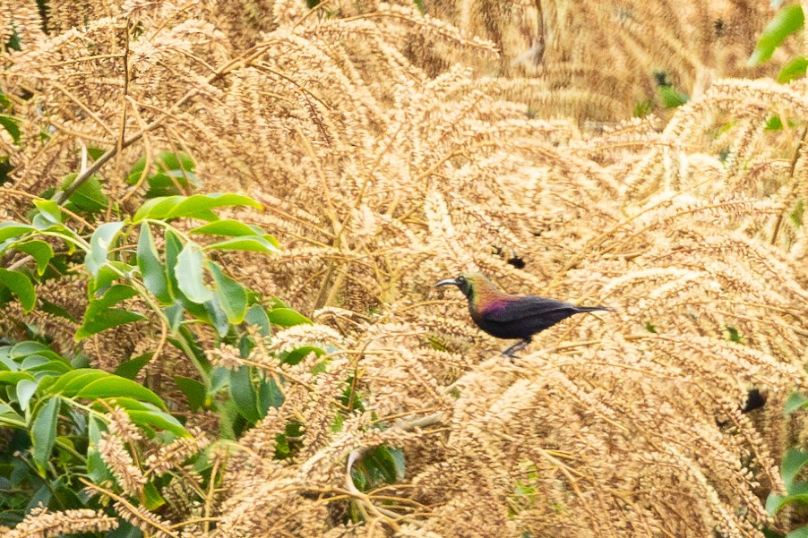 Carmelite Sunbird - ML613028127