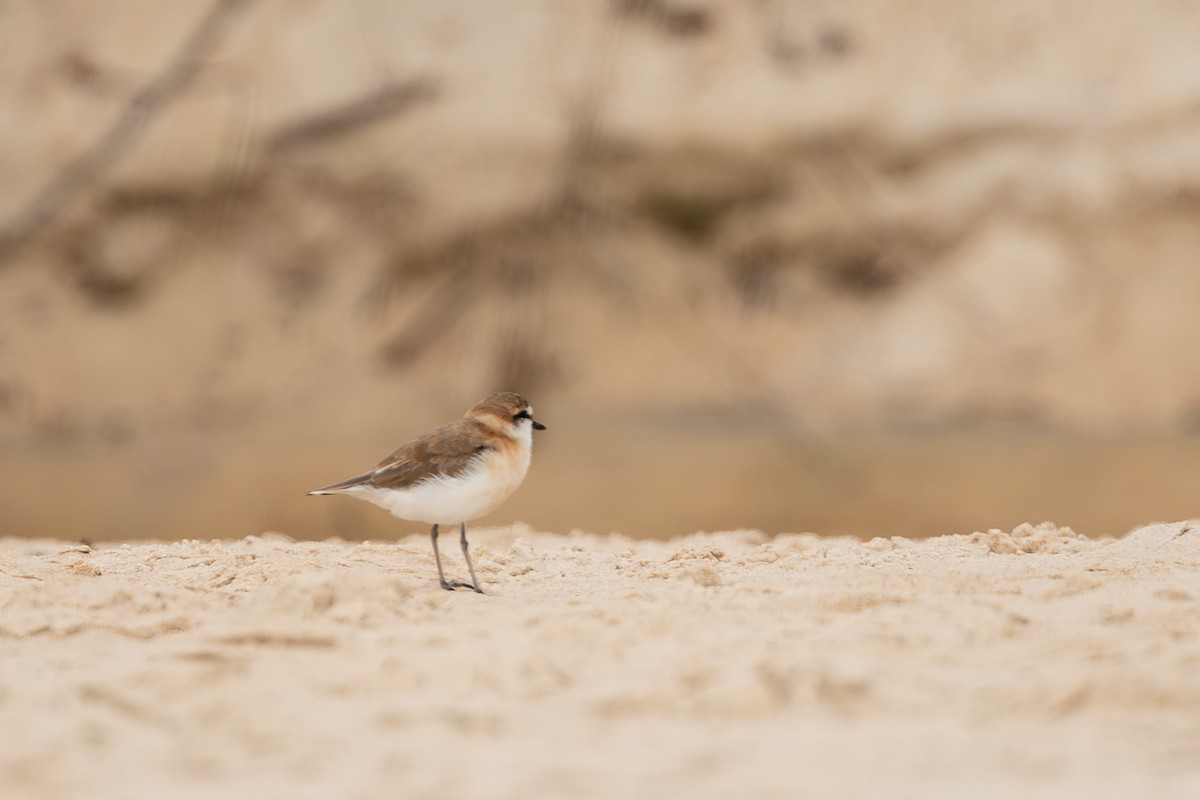 White-fronted Plover - ML613028163
