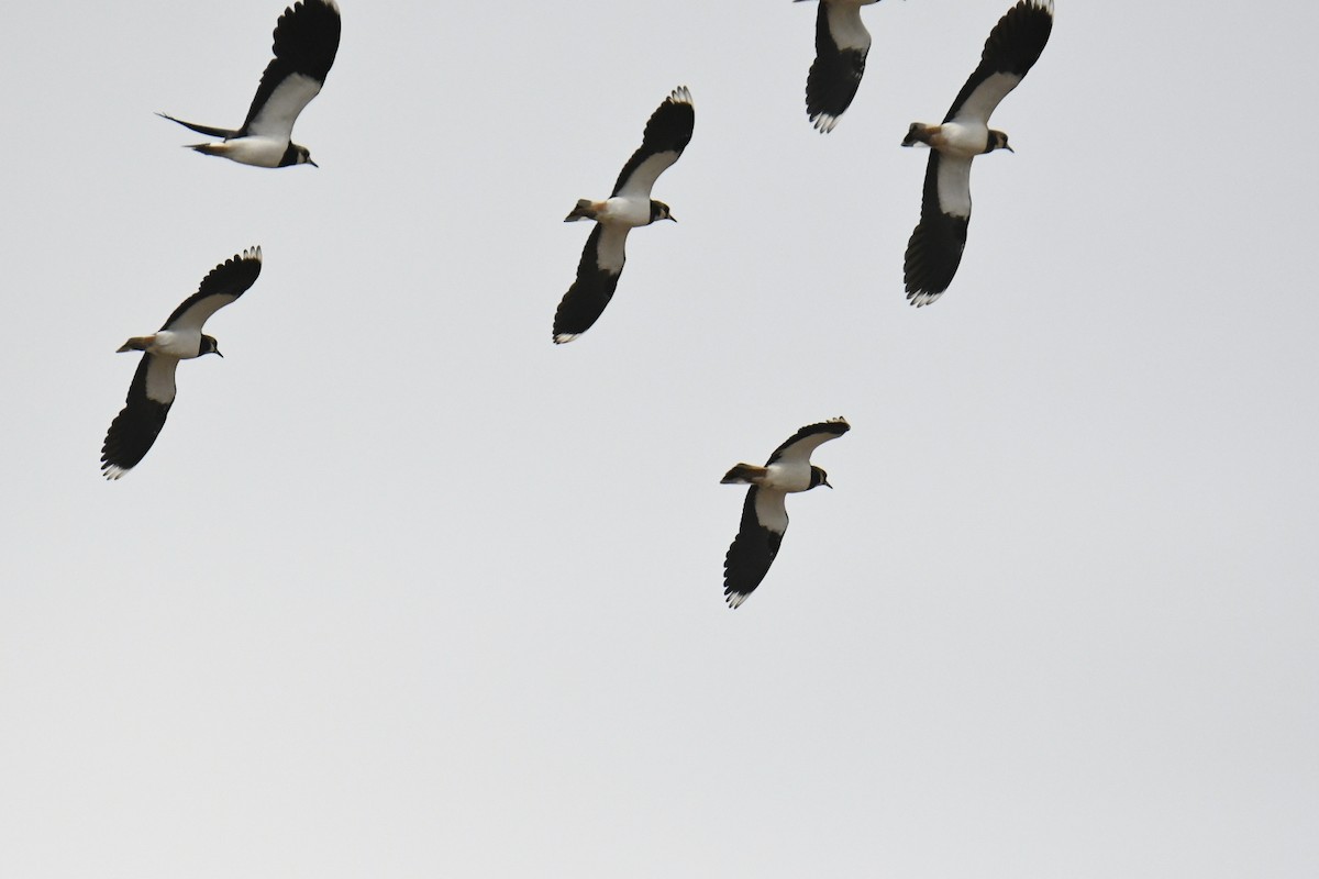 Northern Lapwing - ML613028165